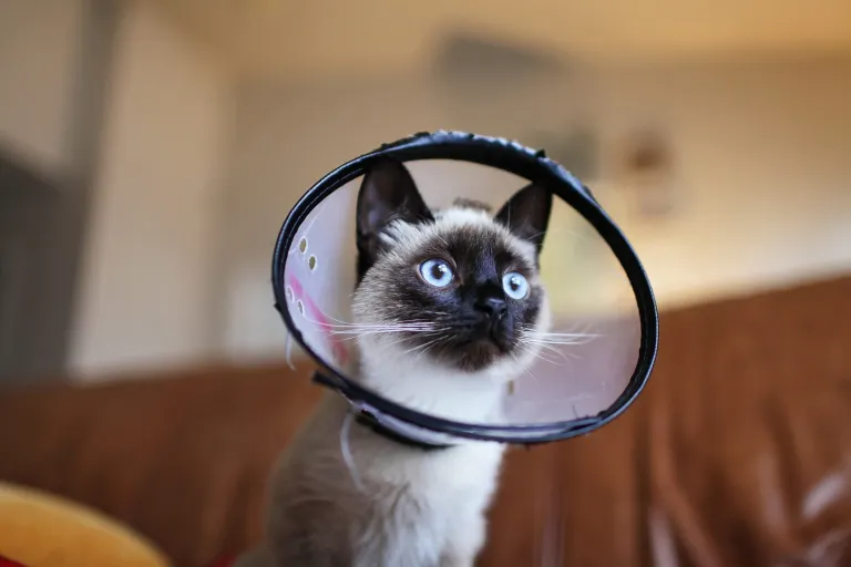 Primer plano de un gato Siamés con un collar isabelino protector, mirando hacia arriba.