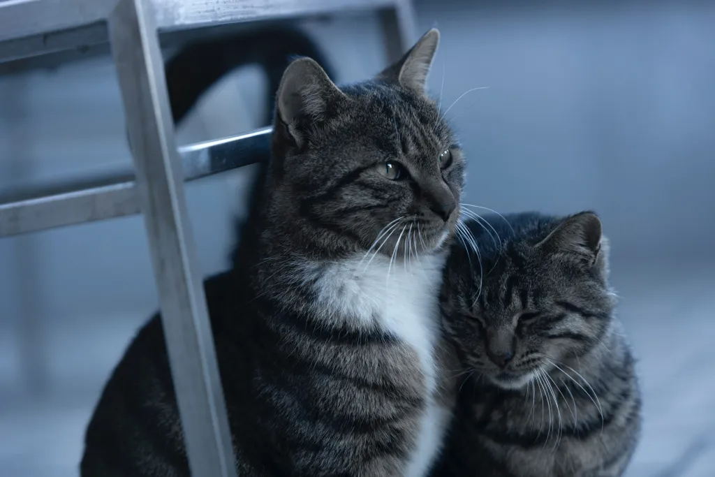 Dos gatos atigrados descansando juntos en un ambiente con tonos azulados.