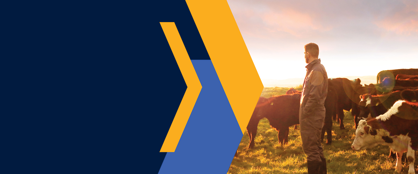Ganadero y bovinos en campo Panel gráfico con ganadero y bovinos en el campo al amanecer