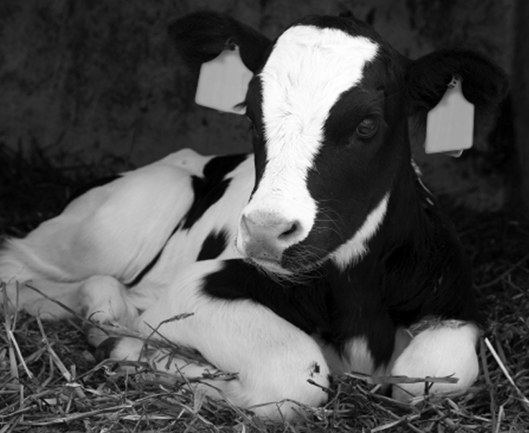 Ternero acostado sobre paja en blanco y negro