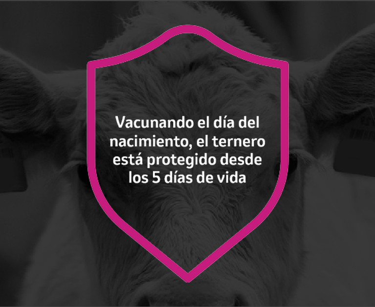 Mensaje sobre protección temprana del ternero con imagen de fondo bovina