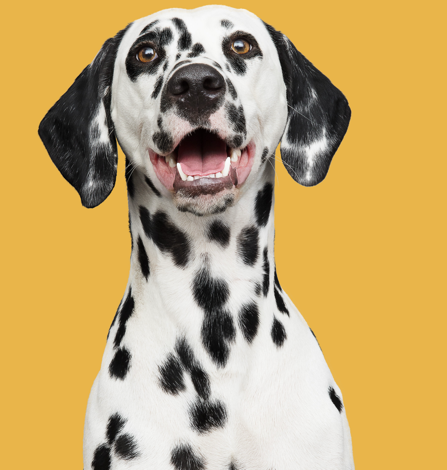 Perro Dalmata en fondo amarillo