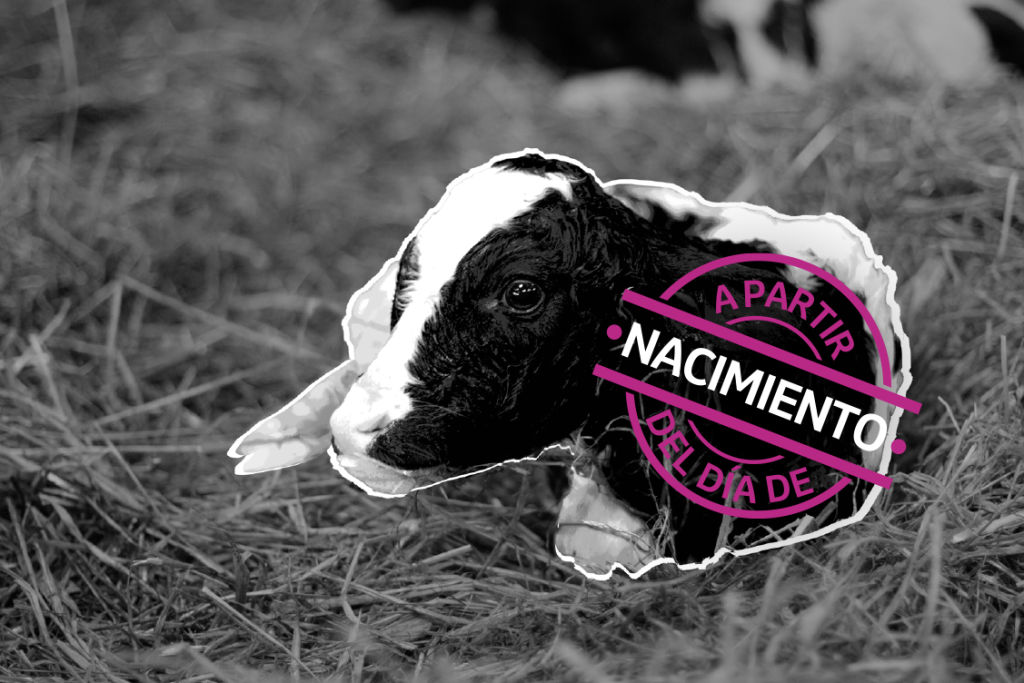Ternero recién nacido sobre paja con mensaje desde el nacimiento